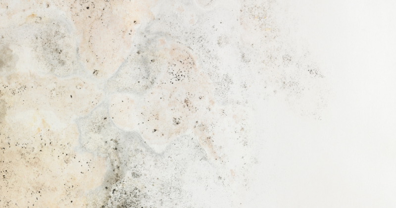 Moisissure apparente sur les murs de l'appartement de Montpellier