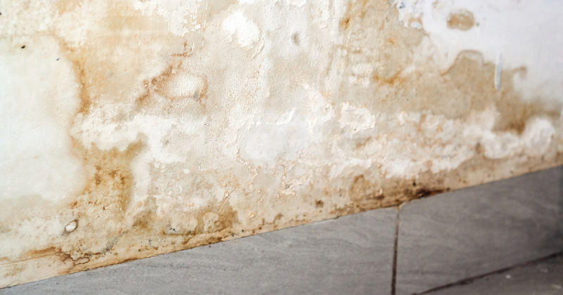 Apparition de moisissures au pied des murs au niveau des plinthes canalisation enterrée